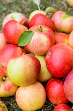 Olgun elma bir çim üzerinde bir demet