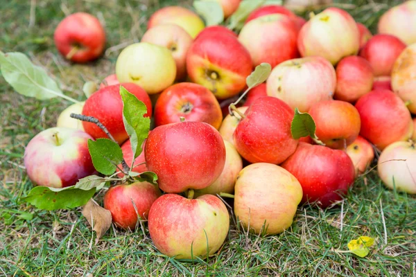 A bunch of ripe apples on a grass — Stock Photo, Image