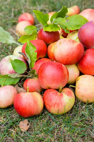 A bunch of ripe apples on a grass — Stock Photo, Image