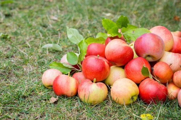 Un montón de manzanas maduras en una hierba — Foto de Stock