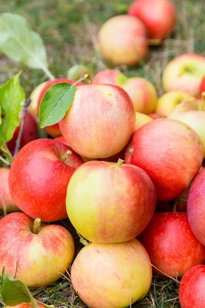 A bunch of ripe apples on a grass — Stock Photo, Image