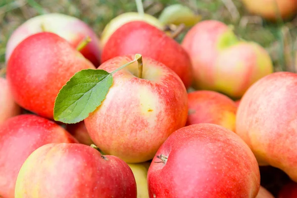 A bunch of ripe apples on a grass — Stock Photo, Image