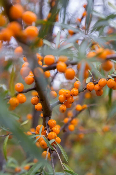 Sea buckthorn branch — Stock Photo, Image