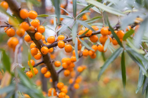 Sea buckthorn branch — Stock Photo, Image