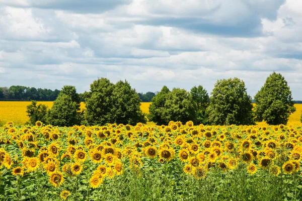 Champ de tournesol — Photo