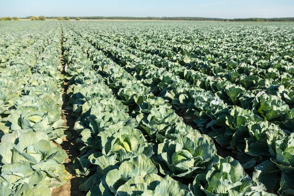 Cabbage field. — Stock Photo, Image