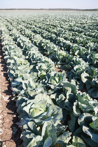 Cabbage field. — Stock Photo, Image