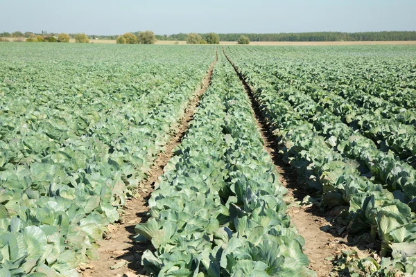 Cabbage field. — Stock Photo, Image