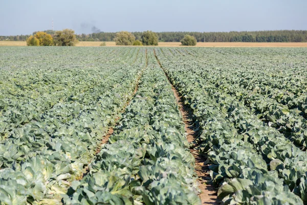 Cabbage field. — Stock Photo, Image