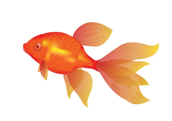 Золотая рыба — стоковый вектор