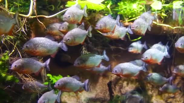 Piranha (Colossoma macropomum) in an aquarium on a green background — Stock Video
