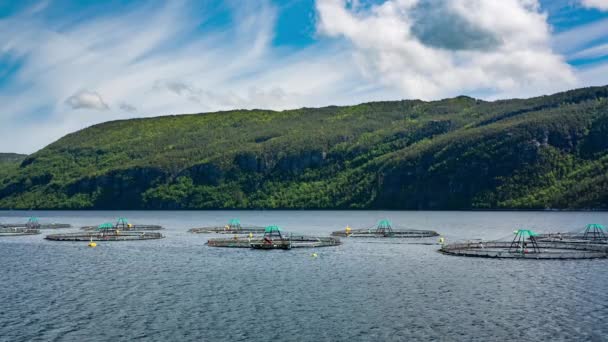 Boerderij zalm vissen in Noorwegen — Stockvideo