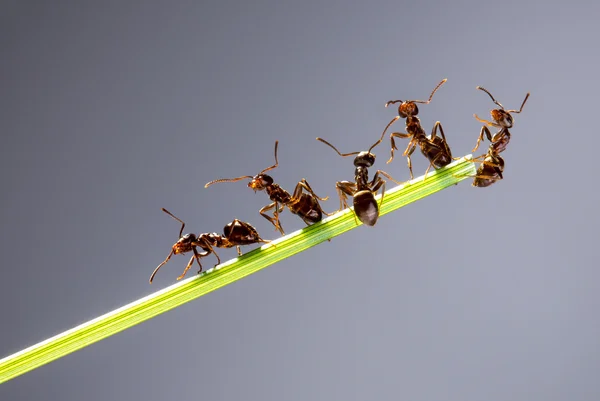 Team van mieren. — Stockfoto