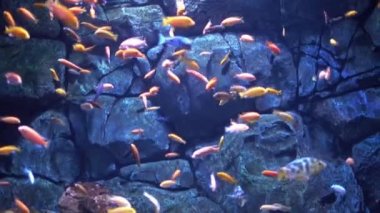 farklı balıklar Oceanarium