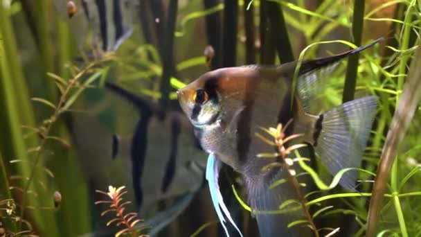 Peces exóticos en el acuario — Vídeos de Stock