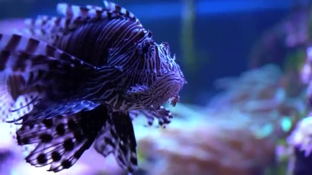Pterois radiata in aquarium — Stock Video