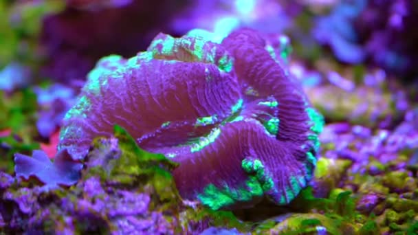 Exotic marine coral — Stock Video