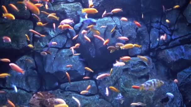 Различные рыбы в океанариуме — стоковое видео