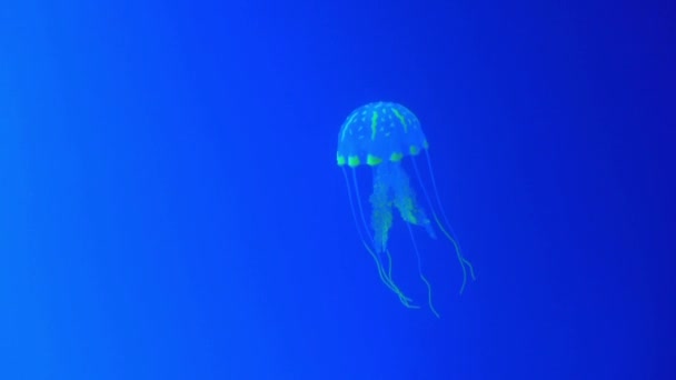 Medusas reales en azul — Vídeo de stock