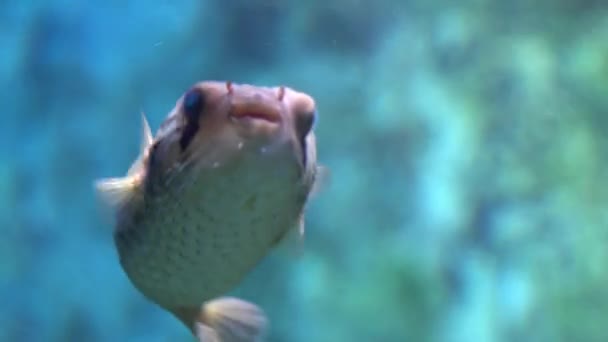 Puffer fisk (Tetraodontidae) — Stockvideo