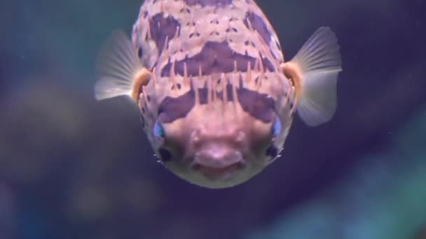 Puffer fish (Tetraodontidae) — Stock Video