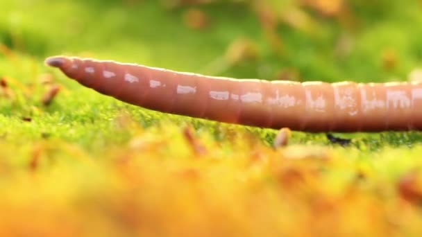 지렁이 Earthworm Clitellata Order Oligochaeta Phylum Annelida 속하는 무척추동물이다 가지고 — 비디오