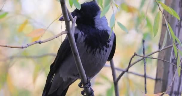 Συκώτι Corvus Corone Μαύρο Πτηνό Στον Κλάδο — Αρχείο Βίντεο