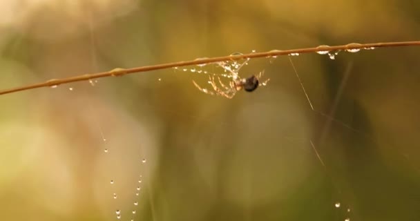 Regentropfen Auf Dem Spinnennetz Spinnweben Kleinen Regentropfen — Stockvideo