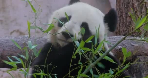 Panda Gigante Ailuropoda Melanoleuca Também Conhecido Como Urso Panda Simplesmente — Vídeo de Stock