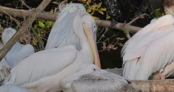 Dalmatisk Pelikan Pelecanus Crispus Den Största Medlemmen Den Pelikan Familjen — Stockvideo