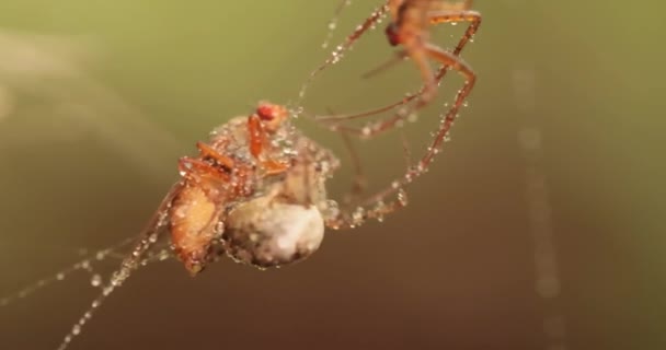 Närbild Makro Skott Två Spindlar Slåss För Den Tillfångatagna Offret — Stockvideo