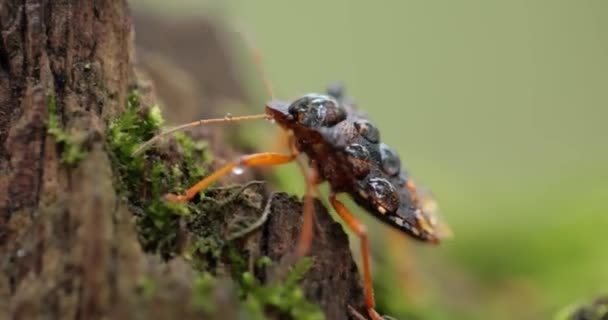 Pentatoma Rufipes Uma Espécie Insetos Coleópteros Polífagos Pertencente Família Pentatomidae — Vídeo de Stock