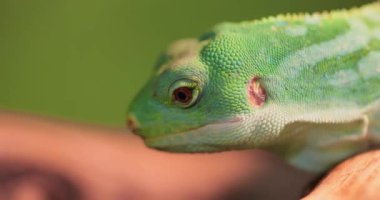 Lau banded iguana (Brachylophus fasciatus), Fiji takımadalarının doğu kesimindeki Lau Adalarına özgü bir kertenkele türü..