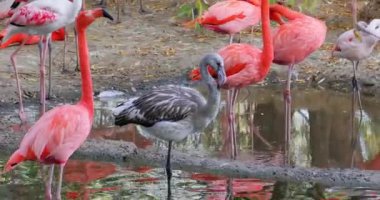 Flamingolar, Phoenicopteridae familyasından Phoenicopteridae familyasından bir kuş türü..
