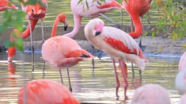 Flamingók Vagy Flamingók Phoenicopteridae Családba Tartozó Mocsaras Madarak Egy Típusa — Stock videók