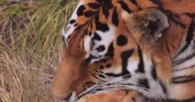Sibirya kaplanı. Yaklaş. Sibirya kaplanına ayrıca Amur kaplanı, Mançurya kaplanı, Kore kaplanı ve Ussurian kaplanı adı verildi..