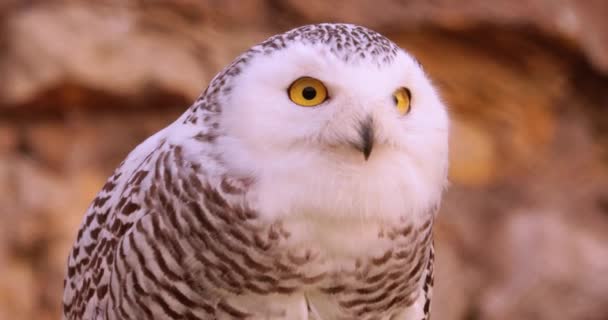 雪のフクロウ Bubo Scandiacus は真のフクロウ科の大きな白いフクロウで 極性のフクロウ 白いフクロウ 北極のフクロウと呼ばれることもあります — ストック動画