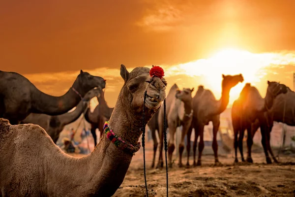 Camellos Feria Pushkar También Llamada Feria Camellos Pushkar Localmente Como —  Fotos de Stock