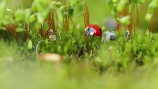 森の中の緑の草の中のテントウムシのクローズアップ野生動物 野生のマクローム コチネラ セプテンクタータ Cocinella Septemunctata ヨーロッパで最も一般的なテントウムシである — ストック動画