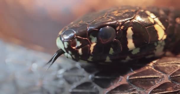 螺旋藻 Spilotes Pullatus 俗称金丝雀 黄鼠蛇 Chicken Snake 是美洲暖化地区特有的一种大型无毒蛇 — 图库视频影像