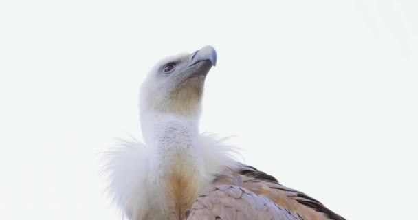 Buitre Leonado Gyps Fulvus Gran Buitre Del Viejo Mundo Familia — Vídeos de Stock