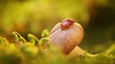 Gün batımında bir salyangoz ve uğur böceğinin vahşi yaşamı..