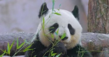 Dev panda (Ailuropoda melanoleuca), Çin 'in güneyinde yaşayan bir ayıdır..