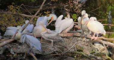 Dalmaçya pelikanı (Pelecanus crispus), pelikan familyasının en büyük üyesi ve belki de dünyanın en büyük tatlı su kuşudur..