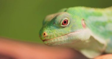 Lau banded iguana (Brachylophus fasciatus), Fiji takımadalarının doğu kesimindeki Lau Adalarına özgü bir kertenkele türü..