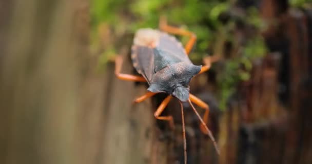 Pentatoma Rufipes Een Schildwants Uit Familie Pentatomidae Pentatomidae Het Bewoont — Stockvideo