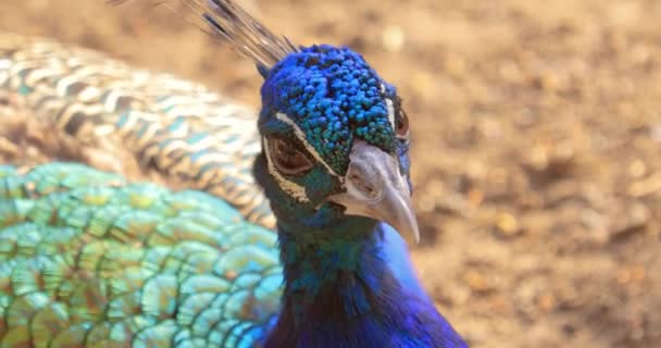 Peafowl Pavo Cristatus Também Conhecido Como Peafowl Comum Peafowl Azul — Vídeo de Stock