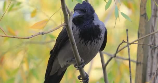 Corvus Corone 黑鸟在树枝上 — 图库视频影像