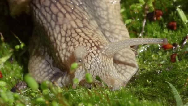 Helix Pomatiaまた ローマのカタツムリ ブルゴーニュカタツムリ 食用カタツムリやエスカルゴは 家族の中で大規模な 空気呼吸土地カタツムリ 陸上のプルモンテの胃の軟体動物の種です — ストック動画