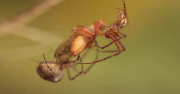 Yakından Çekilen Iki Örümceğin Makro Görüntüsü Yakalanan Kurban Için Savaşıyor — Stok video